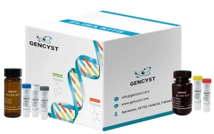 Human SNCa-Synuclein Alpha ELISA Kit