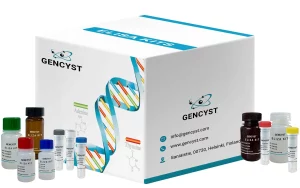 Human GT-Gastrin ELISA Kit