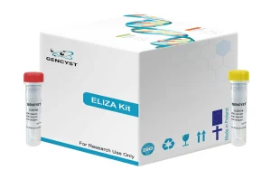 Mouse EGFR-Epidermal Growth Factor Receptor ELISA Kit