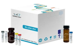 Rat SDF1-Stromal Cell Derived Factor 1 ELISA Kit