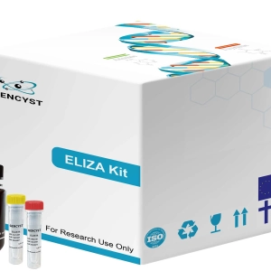 Rat SDF1-Stromal Cell Derived Factor 1  ELISA Kit