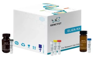 Rat ECF-Eosinophil Chemotactic Factor  ELISA Kit