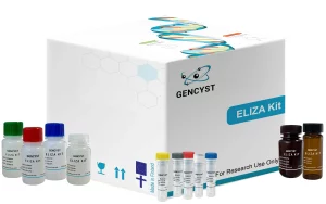 Rabbit ET-1-Endothelin1 ELISA Kit