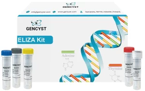 Rat ET-1-Endothelin1 ELISA Kit