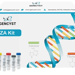 Rat FGF6-Fibroblast Growth Factor 6 ELISA Kit