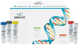 Rat MMP7-Matrix Metalloproteinase 7 ELISA Kit